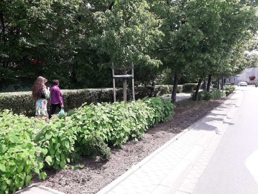 Kraków. Kolejna oburzająca kradzież roślin. "Ponad 100 cisów"!