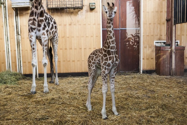 Żyrafek z warszawskiego ZOO. Byliśmy z wizytą u gwiazdy stołecznego ogrodu [WIDEO]