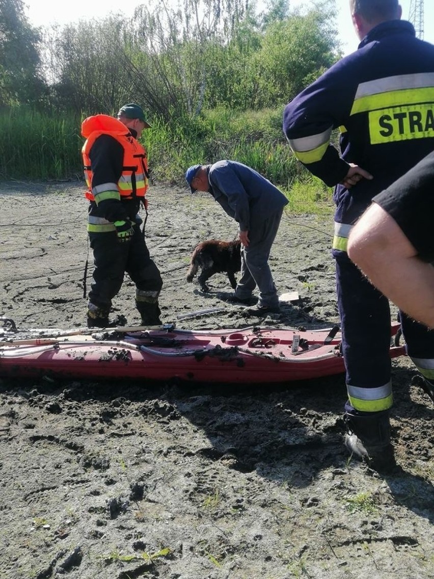 Pies utknął w bagnie w miejscowości Osiecko na terenie gminy...