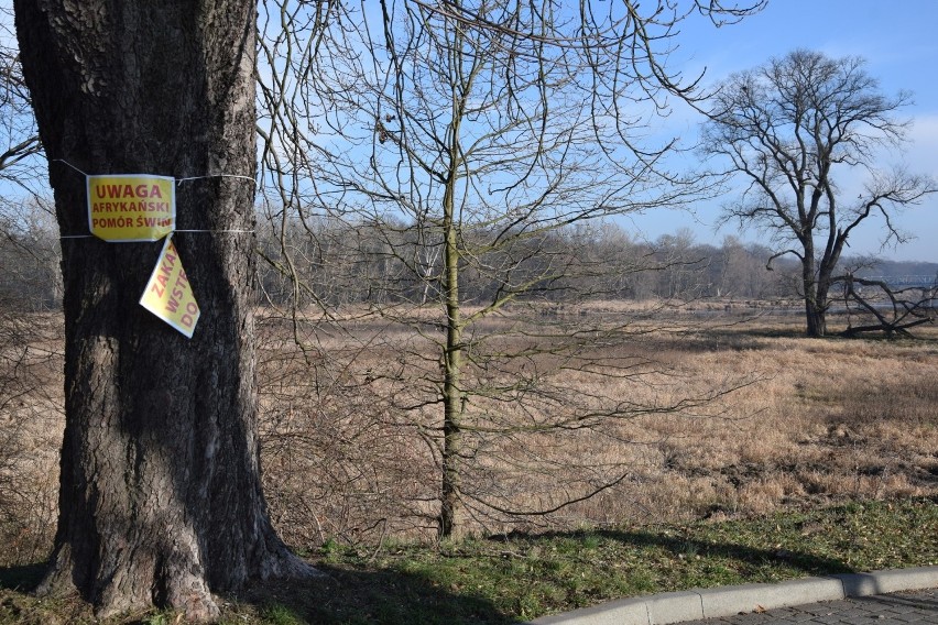 Dane dot. planów odstrzału i zrealizowanych odstrzałów na...