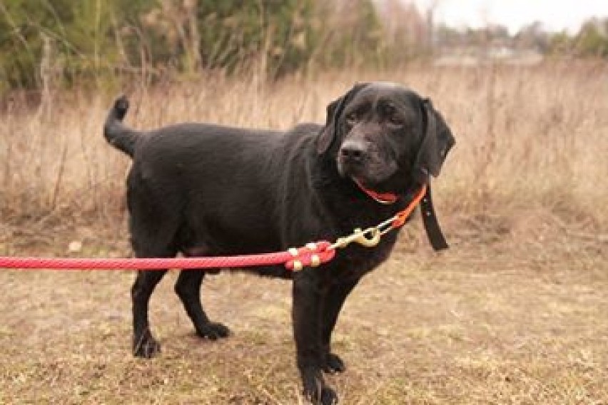 Sasza - mini labradorek, w dojrzałym wieku. Przyszedł sam do...