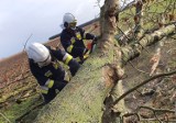 Mocna wichura w Bydgoszczy i okolicach. Strażacy interweniowali ponad 80 razy