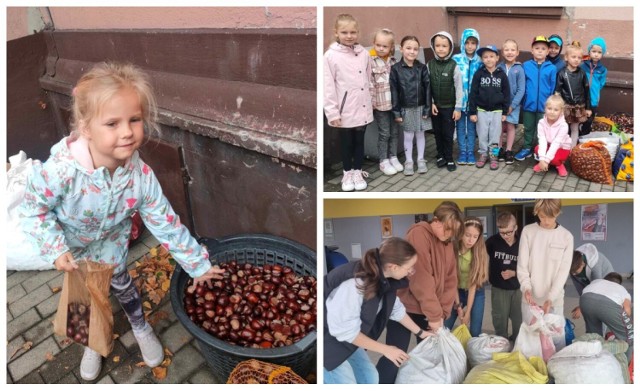 Szkoły i przedszkola w Pleszewie zbierają kasztany! Wyjątkowy efekt wyjątkowej zbiórki! Idą na rekord