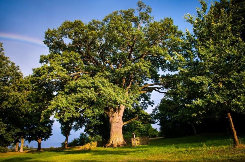 Europejskie Drzewo Roku 2016

Rosnący w Hniszowie (gmina...