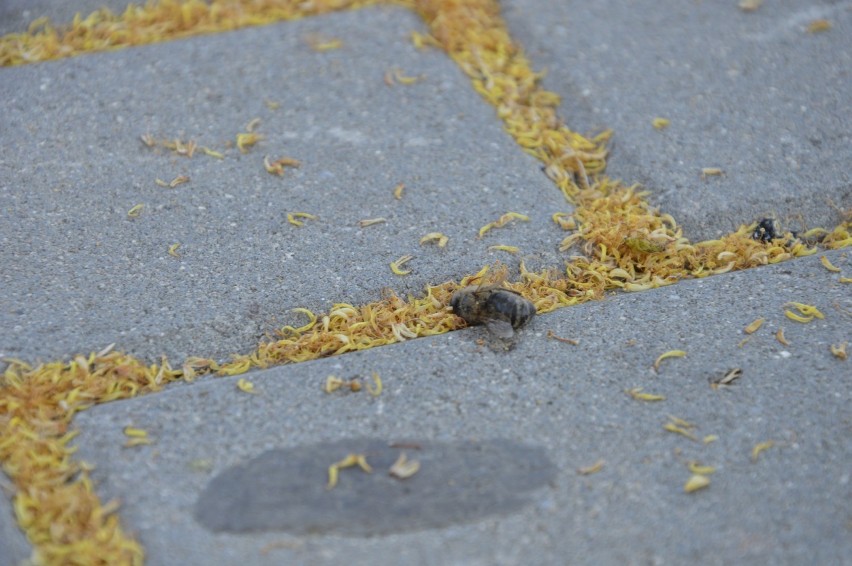 Masakra pszczół w Głogowie. Setki owadów padło na chodniku. Winne lipy? [AKTUALIZACJA]
