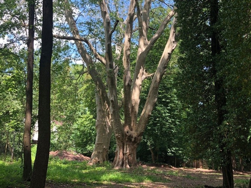 Park w Przytoku to m.in. staw, 300-letnie drzewa, pałac i...