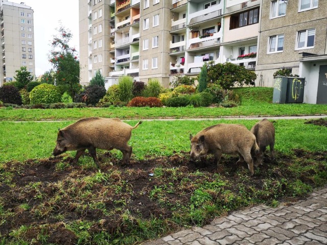 Poranny spacer rodziny dzików na Podzamczu w Wałbrzychu