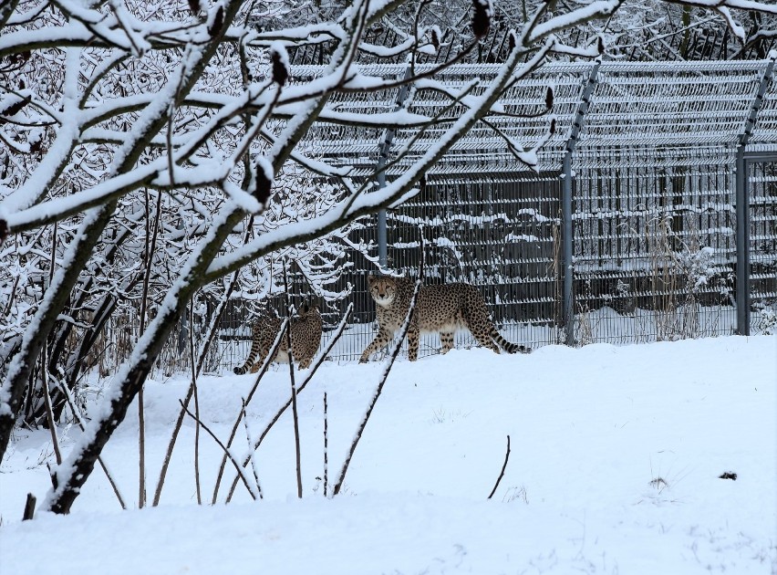 Zimowy spacer po zoo - gepardy na śniegu