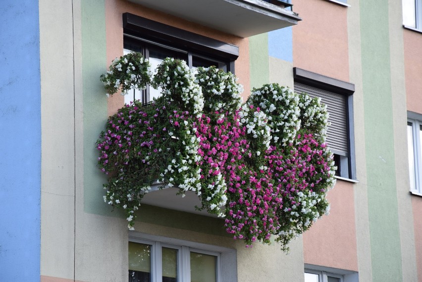 Zobacz najpiękniejsze balkony i loggie w Kaliszu