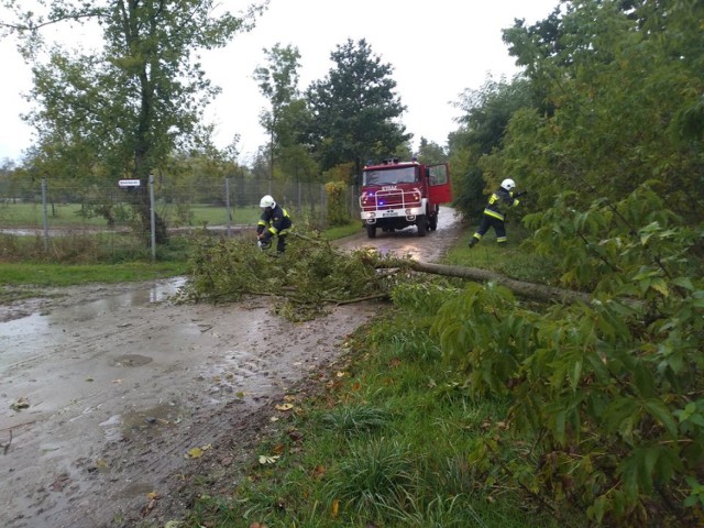 Strażacy z powiatu sępoleńskiego po nocnej wichurze wyjeżdżali głównie do usuwania powalonych drzew na drodze