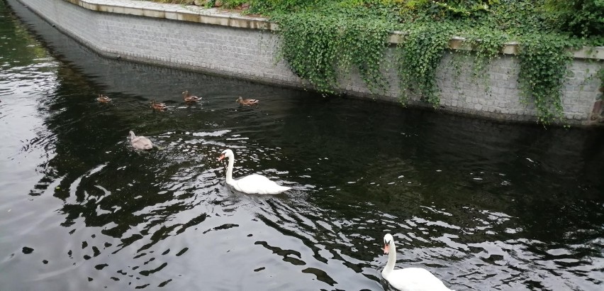 Dzień Ziemi. Zadbajmy o Matkę Ziemię nie tylko w jej święto |ZDJĘCIA