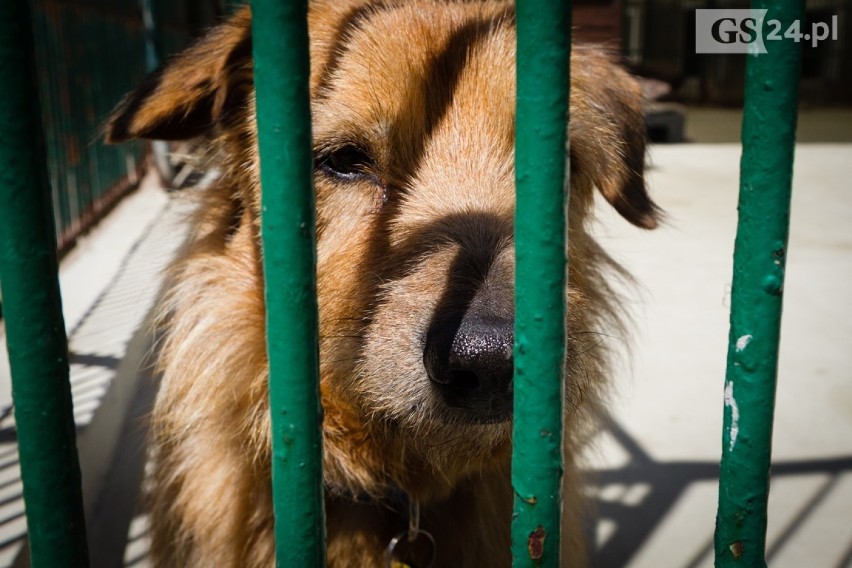 Psy do adopcji w schronisku dla zwierząt w Szczecinie. Tu znajdziesz przyjaciela na całe życie [ZDJĘCIA, WIDEO]