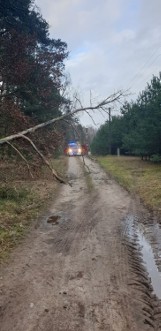 Drzewo przewróciło się na linie energetyczne 