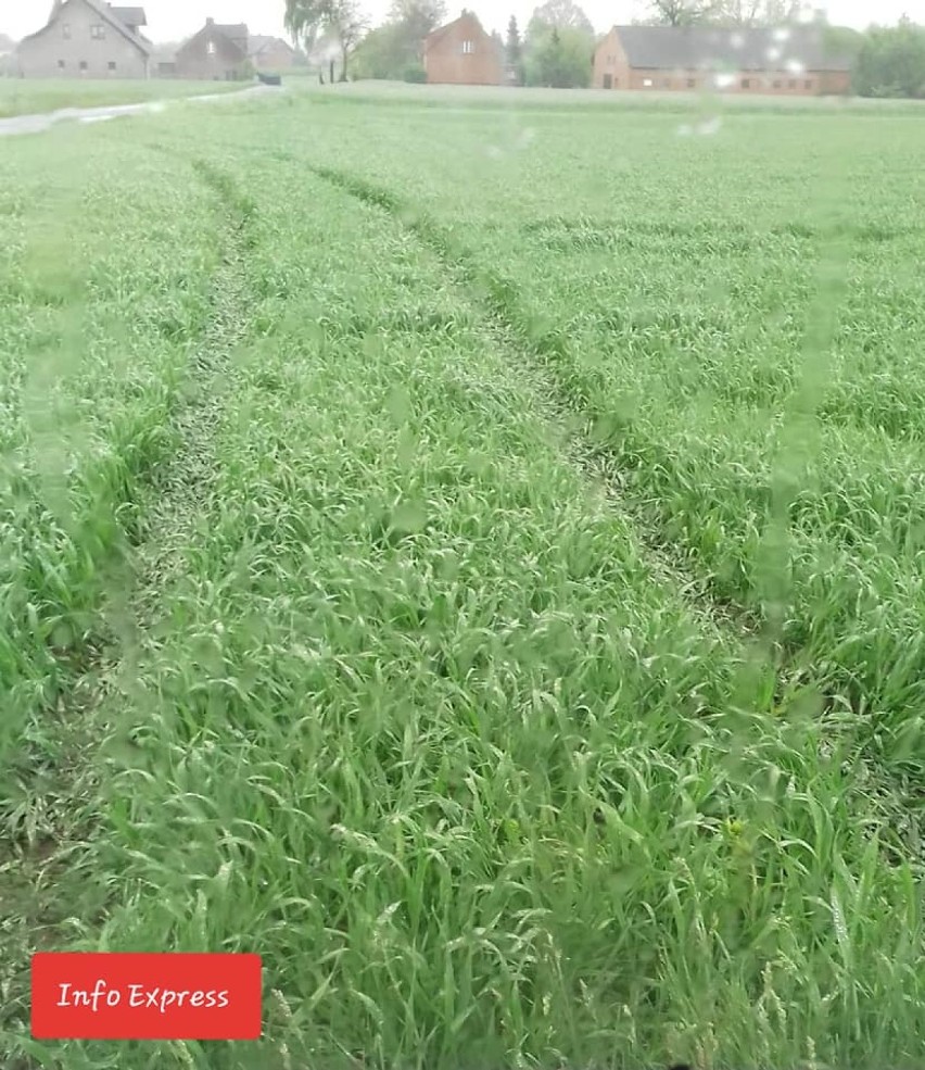 Zniszczone po "rajdzie" uprawy rolne w Jeżowej 15.05.2019.