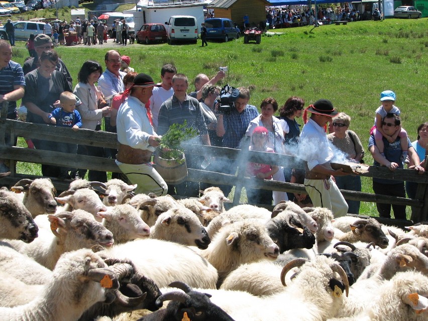 W Korbielowie wypędzono owce na hale. Redyk oglądali mieszkańcy Żywiecczyzny oraz turyści [ZDJĘCIA]