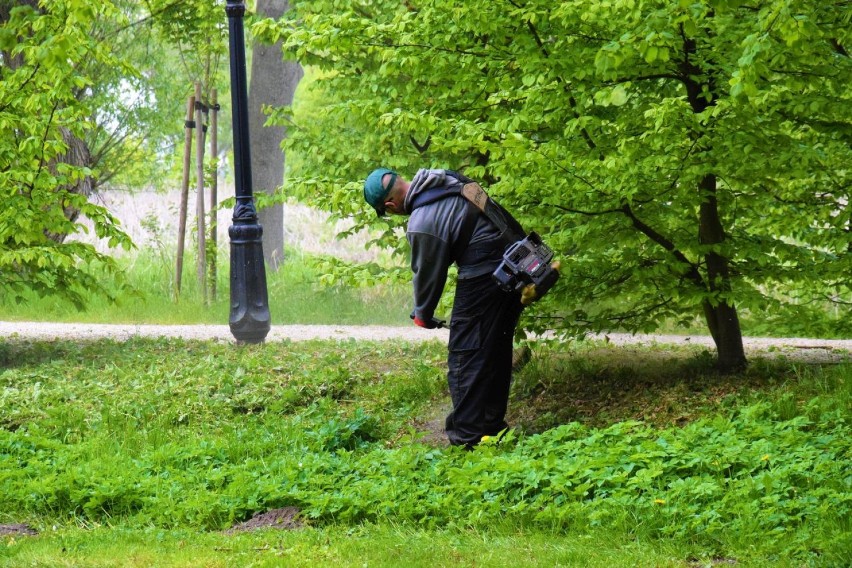 Prace pielęgnacyjne i remontowe Jednostki Budżetowej „Zieleń Miejska”