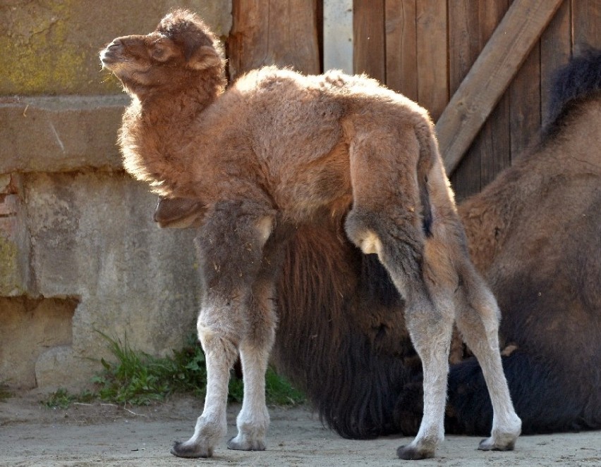 2 kwietnia w zoo w Łodzi urodził się mały wielbład