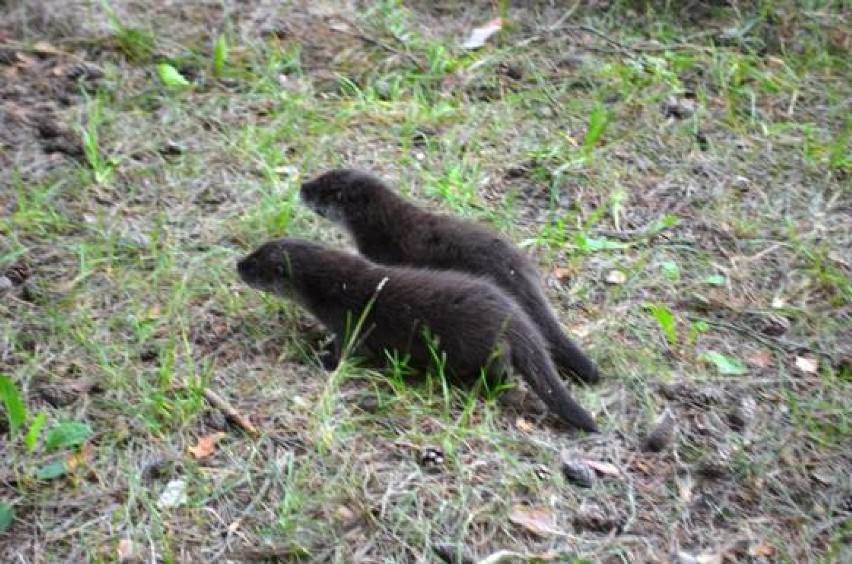 Młode wydry powróciły do lasu