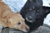 Schronisko Psitulmnie w Zabrzu. Mnóstwo psów czeka na adopcję. Zobaczcie kilka z nich [ZDJĘCIA]