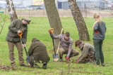 Pod Nowym Sączem powstają zielone płuca Sądecczyzny. Posadzono ponad 300 drzewek [ZDJĘCIA]