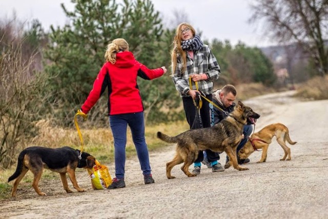 W każdą sobotę wolontariat ze Schroniska Psów w Nowodworze organizuje psie spacer