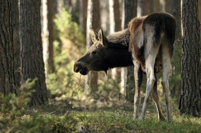 "Łoszak"

Na przestrzeni lat leśnicy wykonywali piękne fotografie, które wysyłali na konkurs Lasów Państwowych "Lasy w obiektywach leśników". Dziś przyglądamy się głównie wyjątkowym zdjęciom zwierząt. Zobaczcie w galerii! >>>