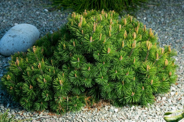 Kosodrzewina ma kompaktowe rozmiary, a prezentuje się bardzo ładnie. Można ją sadzić w ogródkach skalnych, żwirowych, na rabatach czy wrzosowiskach.