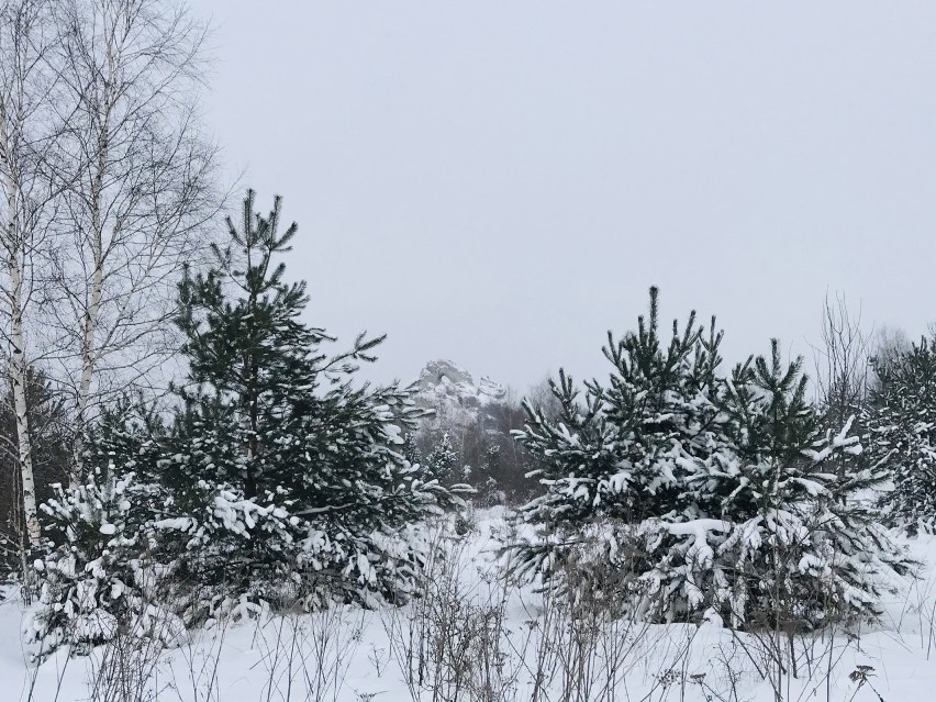 Jura Krakowsko-Częstochowska zimą jest piękna - zobaczcie!...