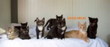 Koty do adopcji w tomaszowskim schronisku. Rekordowa liczba porzuconych zwierząt [ZDJĘCIA]