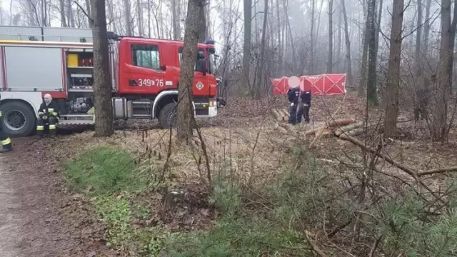 Strażacy zgłoszenie o wypadku przy wycince drzew na terenie gm. Obrowo przyjęli kilka minut po godzinie 11.00. O tej godzinie niektórzy pracownicy Zakładu usług Leśnych w Witowężu (gm. Czernikowo) byli już mocni nietrzeźwi. Na zdjęciu: interwencja strażaków na miejscu wypadku.