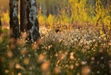 Kampinoski Park Narodowy okiem ekspertki. Rzecznika KPN podpowiada, które miejsca warto odwiedzić i jakie atrakcje pokazać dzieciom