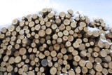Dolny Śląsk: Nielegalnie wycinają drzewa