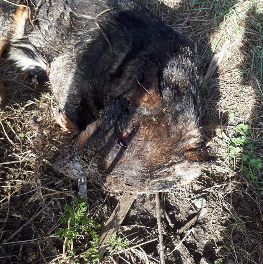 Nieznany sprawca zabił psa pod miejscowością Goleniów