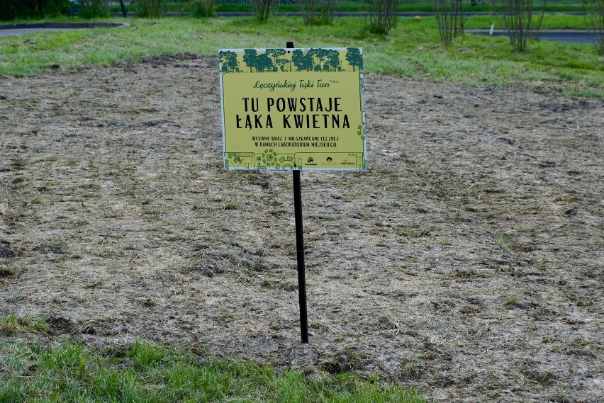 Kwietna łąka w Łęcznej. Mieszkańcy wysiali ją przy ul. Stefanii Pawlak. Zobacz zdjęcia