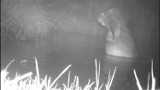 Słodkie nagranie z lasu pod Częstochową. Bóbr podczas kąpieli. Leśny Kawaler ponownie uchwycił niesamowity fragment dzikiej przyrody