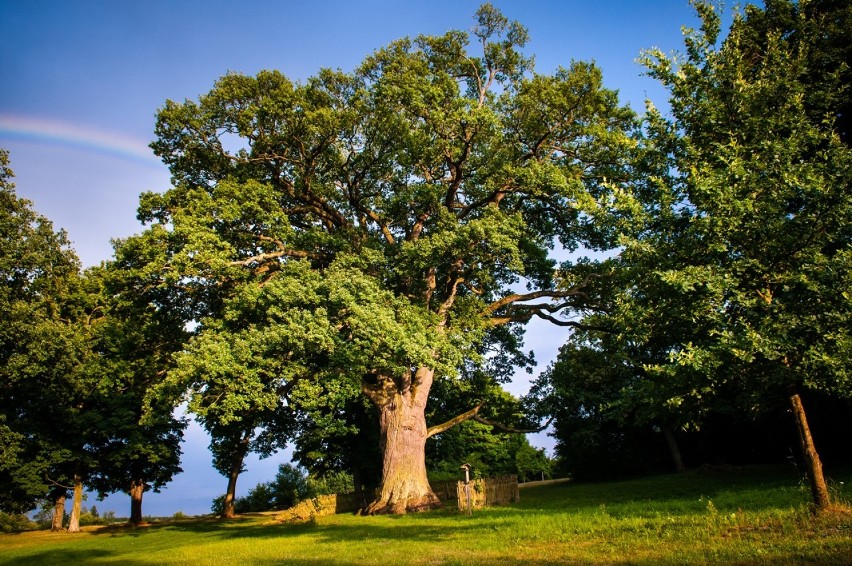 Pomnikowe drzewo dzięki swoim imponującym rozmiarom: obwód...