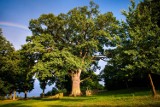 Zagłosuj na dąb Bolko w konkursie - Europejskie Drzewo Roku 2016