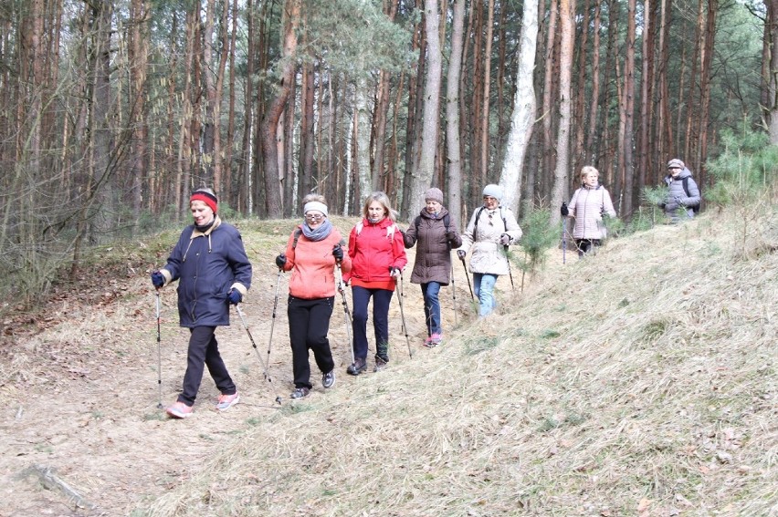 Rajd nordic walking w Tomaszowie zorganizował Miejski Ośrodek Kultury