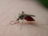 Komary atakują: Sposoby ochrony przed komarami