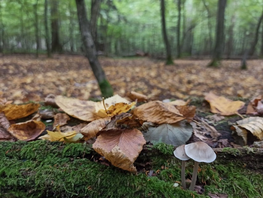 Piękno przyrody w rezerwatach objętych ścisłą ochroną pokazali leśnicy z Poddębic. Zobacz urokliwą galerię zdjęć z niedostępnych miejsc FOTO