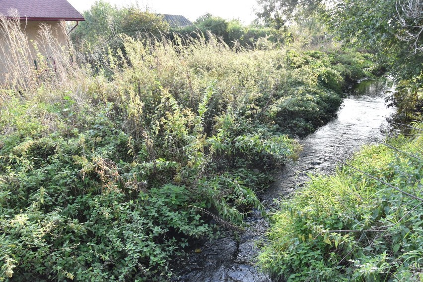 Kanał ulgi rzeki Oleśnica przebiega przez ogródki działkowe...