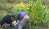 Nielegalna plantacja marihuany w lesie koło Ozimka
