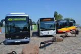 Dwa nowe autobusy wyjadą na ulice Grudziądza