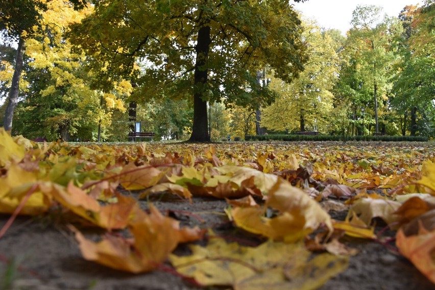 Złota jesień w Sycowie. Zobacz zdjęcia naszego fotoreportera (21.10)