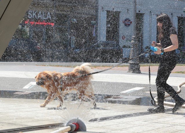 Jak co roku, kiedy temperatura powietrza przekracza 25 stopni ...