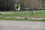 Bezrobotni sprzątają tereny zielone w Legnicy