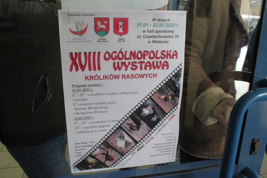 Ogólnopolska wystawa królików rasowych 2023 w Wieluniu ZDJĘCIA