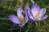 Wiosna zawitała do mieszkańców Gorzowa (ZDJĘCIA)