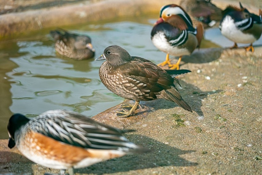 Kolorowe ptaki zadomowiły się w Ogrodach Sensorycznych w Muszynie