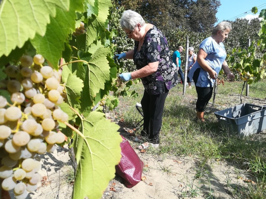 Zbiór winogron w Górzykowie